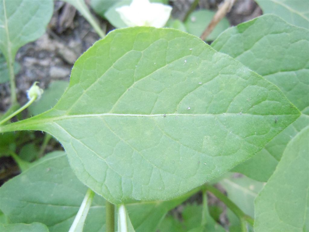 Physalis alkekengi